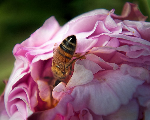 Immagine con ape, rosa, petali, fiore, ali, insetto, macro