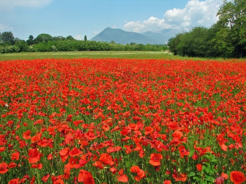 Immagine con papaveri, rosso, campo, fiori, alberi, prato, verde, montagna, cielo, rossi