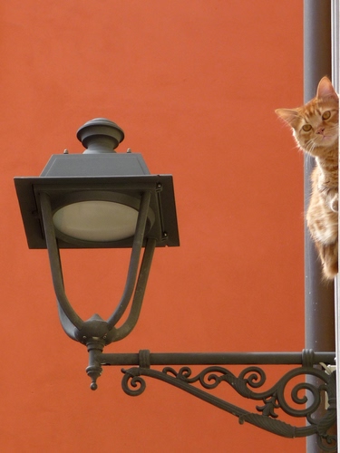 Immagine con gatto, lampione, arancione, muro, ferro, metallo, arancio, animale