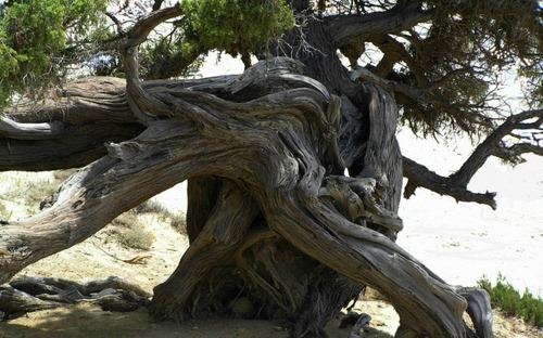 Immagine con albero, tronco, rami, legno, contorto, ombra, natura, ulivo, pino