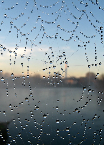 Immagine con gocce, ragnatela, acqua, macro, cielo, rugiada, fili, trasparenza, tela