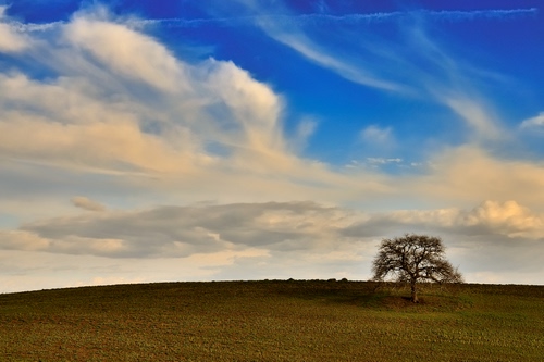 Immagine con nuvole, albero, cielo, campo, collina, solitario, terra, panorama, paesaggio, blu, azzurro, rami