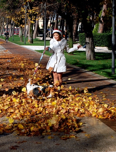 Immagine con cane, foglie, autunno, donna, passante, signora, alberi, bianco, viale