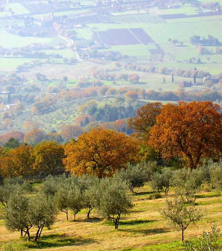 Immagine con alberi, autunno, ulivi, panorama, collina, campi, campagna, verde