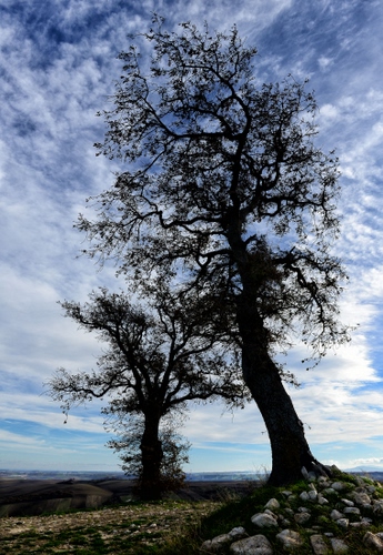 Immagine con cielo, alberi, nuvole, pietre, sassi, rami, due