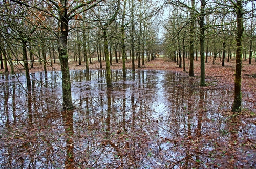 Immagine con alberi, rami, riflessi, acqua, foglie, tronchi, bosco, autunno