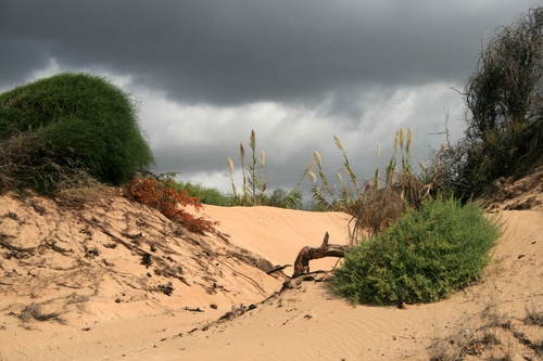 Immagine con sabbia, cespugli, dune, nuvole, canne, cielo, verde, rami