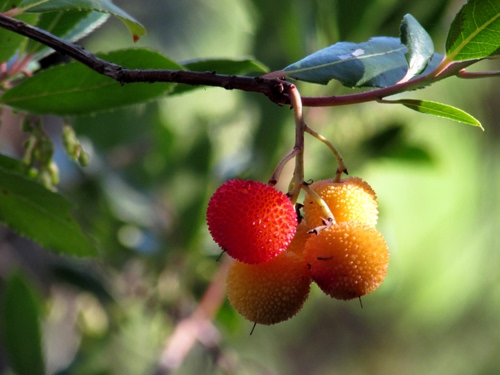 Immagine con foglie, frutti, ramo, corbezzoli, rosso, quattro, verde, giallo, macro