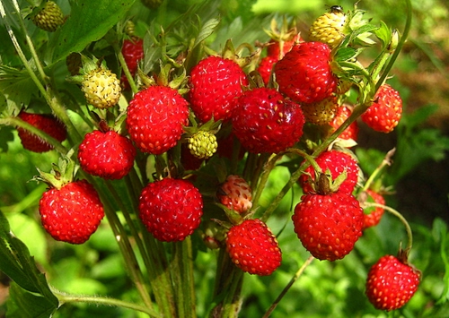 Immagine con rosso, verde, fragole, frutta, erba, foglie, cibo, frutti