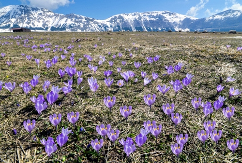 Immagine con fiori, viola, montagne, neve, montagna, prato, campo, panorama