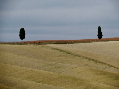 Immagine con due, alberi, cielo, campi, verde, paesaggio, campo, erba, campagna
