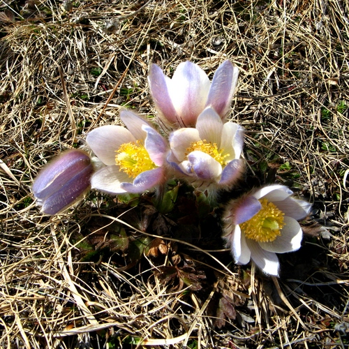 Immagine con fiori, petali, erba, rosa, giallo, pistilli, paglia, bianco