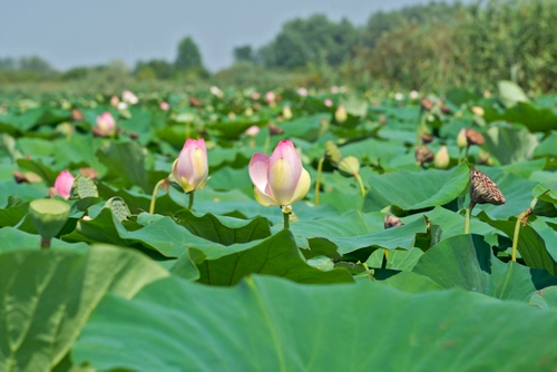 Immagine con verde, fiori, foglie, rosa, campo, boccioli, piante, alberi, loto, petali