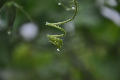 Immagine con verde, spirale, goccia, acqua, gocce, sfocato, pianta, erba, natura, macro, rugiada