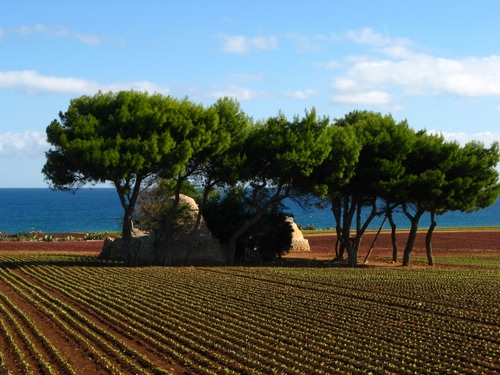 Immagine con mare, nuvole, alberi, campo, cielo, pini, acqua, verde, coltivazione, terra, linee, piante, piantine