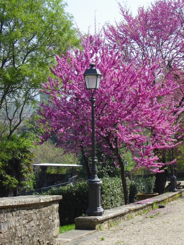 Immagine con fiori, lampione, alberi, rosa, muretto, verde, siepe, primavera, rami, parco, viola, albero, giardino