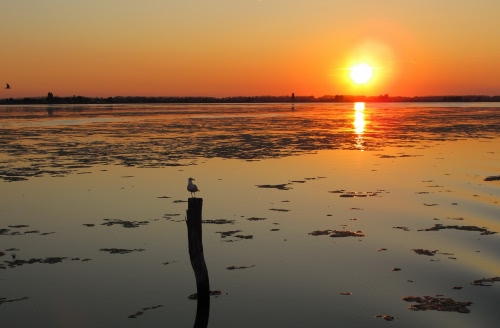 Immagine con tramonto, sole, mare, gabbiano, uccello, palo, acqua, alba, arancio