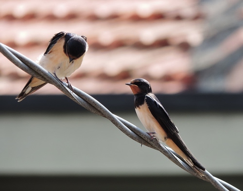 Immagine con uccelli, due, filo, rondini, animali, becco, metallo, nero, coppia, sfocato, bianco, ali, piume
