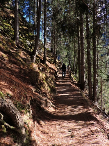 Immagine con alberi, sentiero, bosco, rami, verde, pini, ombre, montagna, ombra, tronchi, uomo, foglie, terra, persona