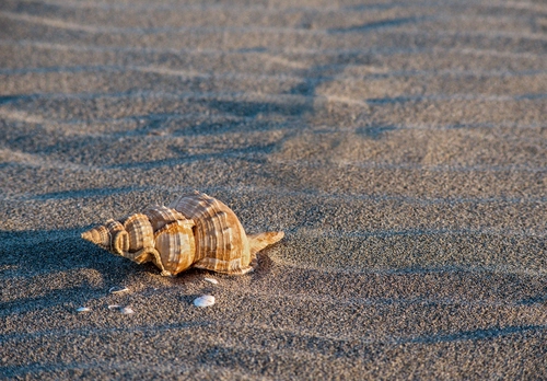 Immagine con conchiglia, sabbia, spiaggia, spirale, granelli, mare, ombre, sassi, conchiglie, macro, minimalismo