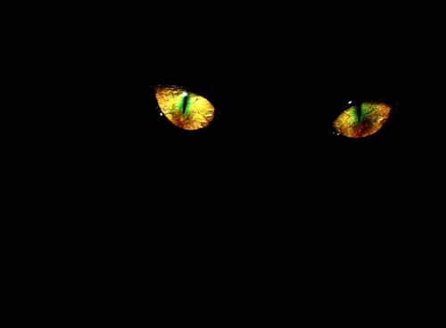 Immagine con gatto, nero, occhi, giallo, due, verde, sguardo