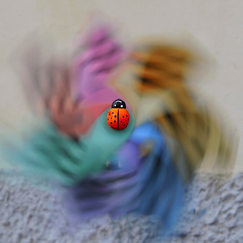 Immagine con coccinella, colori, rosso, girandola, nero, sfocato, muro, insetto, puntini, vento, rosa