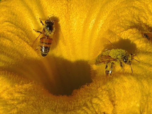 Immagine con fiore, giallo, api, polline, insetti, due