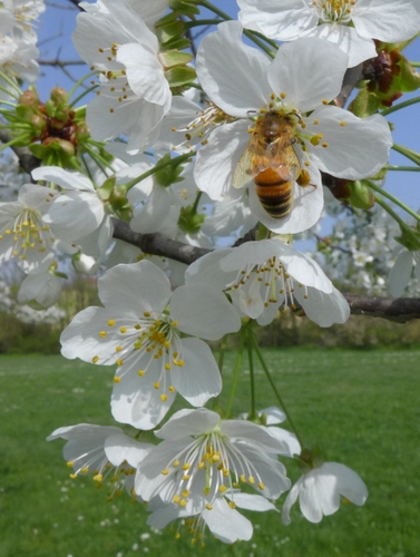 Immagine con fiori, ape, insetto, bianco, petali, pistilli, primavera, verde