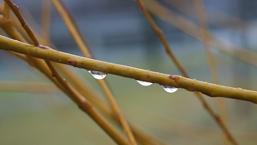 Immagine con gocce, pioggia, acqua, rami, tre, ramo, macro, stecchi