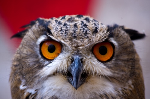 Immagine con occhi, becco, gufo, uccello, piume, rapace, giallo