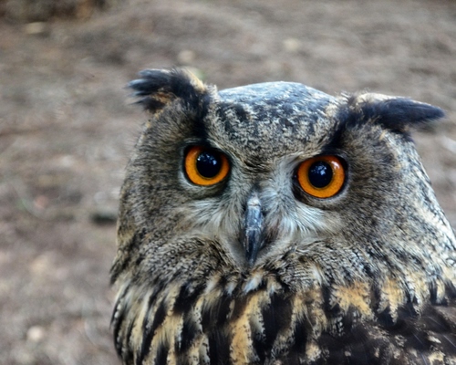 Immagine con occhi, gufo, rapace, becco, piume, uccello, penne, grigio, orecchie, animali, animale, nero, pennuto, pupille, uccelli