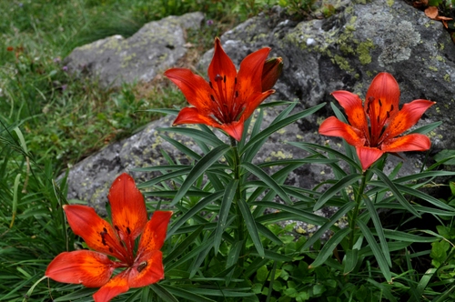 Immagine con fiori, foglie, tre, rosso, verde, erba, giglio, arancione, pietra, petali