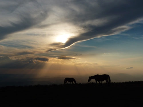 Immagine con cavalli, nuvole, controluce, due, cielo, silhouette, tramonto, pascolo