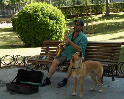 Immagine con cane, panchina, verde, musicista, musica, sassofono, giardino, suonatore, parco, cespuglio, valigia, sax, animali, piante, uomo, strumento, suonare, artista, berretto, tromba