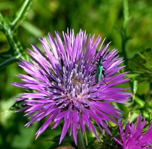 Immagine con verde, viola, petali, insetto, fiore, antenne, foglie, corolla, zampe, fiori, pistilli, macro, fucsia, rosa