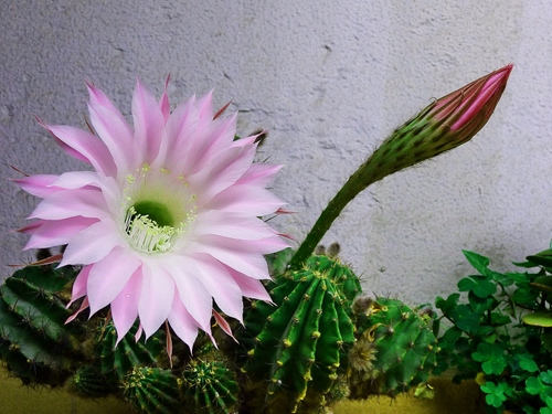 Immagine con fiore, rosa, petali, verde, bocciolo, pianta, cactus, spine, corolla, piante, muro, grassa, fiori, grasse, pistilli
