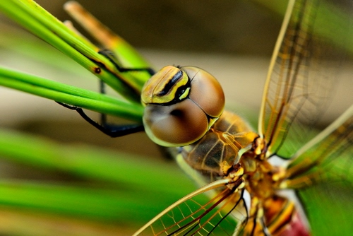 Immagine con ali, verde, insetto, libellula, occhi, testa, giallo, zampe, erba, macro, foglie, sfocato, marrone