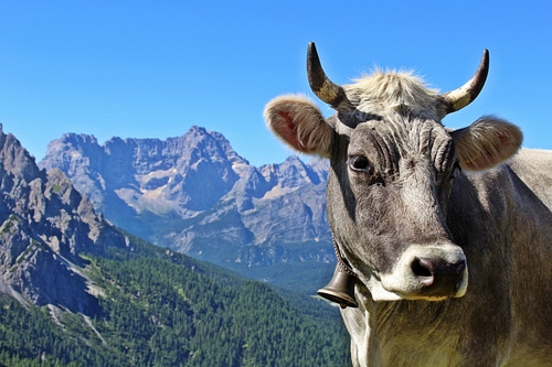 Immagine con mucca, corna, orecchie, montagne, alberi, campanaccio, animale, cielo, verde, azzurro, bovino, rocce, occhi, campanello, muso, montagna, campanella, vette, naso