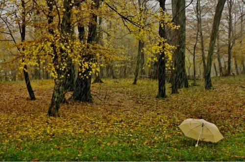 Immagine con foglie, autunno, ombrello, alberi, bosco, giallo, erba, verde, rami, tronchi, parco, prato, pioggia, piante