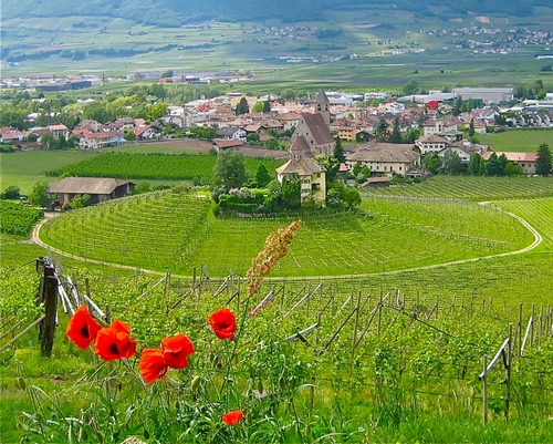 Immagine con papaveri, verde, panorama, chiesa, vigna, paesaggio, rosso, prati, vigneto, prato, campanile, fiori