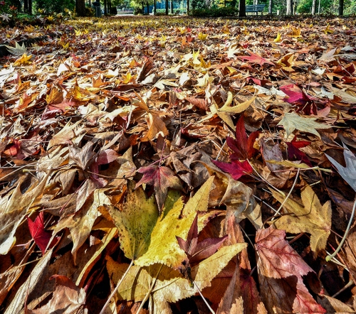 Immagine con foglie, autunno, giallo, rosso, tappeto, distesa, marrone, panchina, cadute, bosco