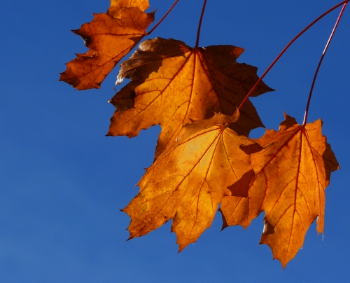 Immagine con foglie, autunno, azzurro, cielo, giallo, natura, ruggine
