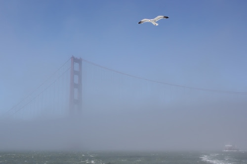 Immagine con nebbia, ponte, gabbiano, mare, acqua, uccello, cielo
