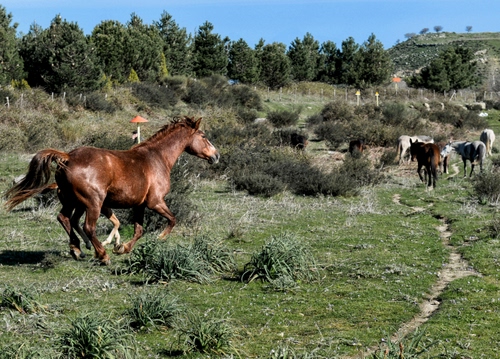 Immagine con cavalli, alberi, verde, erba, cespugli, pascolo, cavallo, animali, cielo, piante, prato, coda, segnali, puledro, azzurro, campo