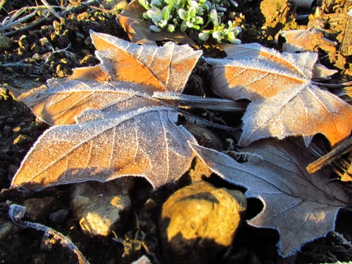 Immagine con foglie, brina, gelo, terra, inverno, giallo, ghiaccio, secche, freddo, autunno, cadute, venature, luce