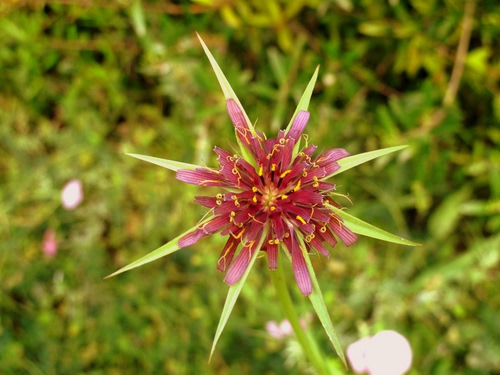 Immagine con fiore, verde, macro, rosa, stella, petali, natura, rosso, pistilli
