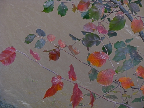 Immagine con foglie, verde, rami, rosso, autunno, arancione, verdi, albero, muro, colori, foglia, arancio, blu, rametti