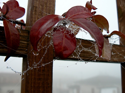 Immagine con foglie, gocce, legno, ragnatela, staccionata, rosso, rugiada, brina, acqua, autunno, pianta, croce, rosse, marrone, pioggia, nebbia