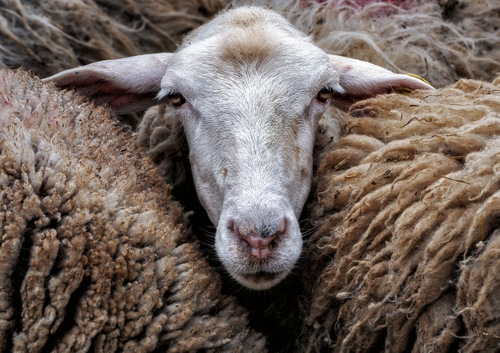 Immagine con pecora, muso, lana, orecchie, animale, occhi, naso, vello, bianco, testa, pecore, pelo, bocca, ovino, gregge