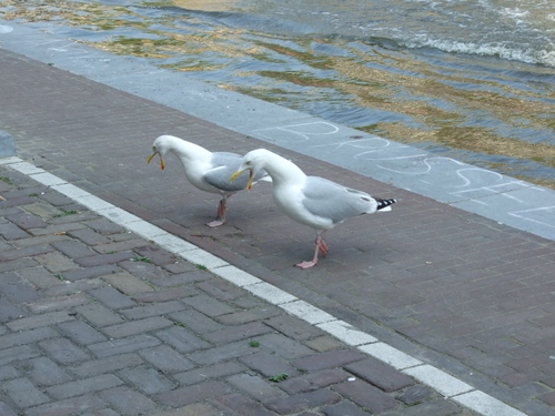 Immagine con due, gabbiani, uccelli, acqua, strada, zampe, becco, animali
